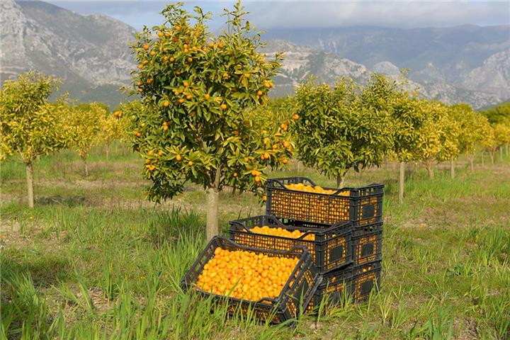 KUMQUAT FRUIT